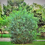 Roma Eur Bed & Breakfast